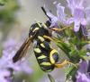 Leucospis gigas